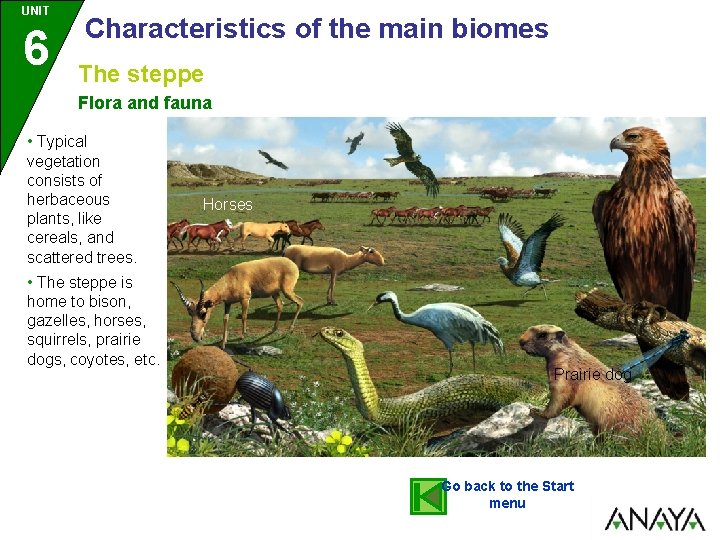 UNIT 6 Characteristics of the main biomes The steppe Flora and fauna • Typical