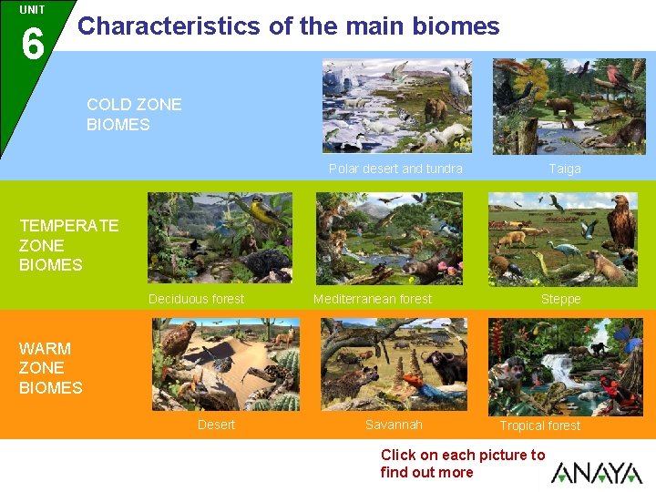 UNIT 6 Characteristics of the main biomes COLD ZONE BIOMES Polar desert and tundra