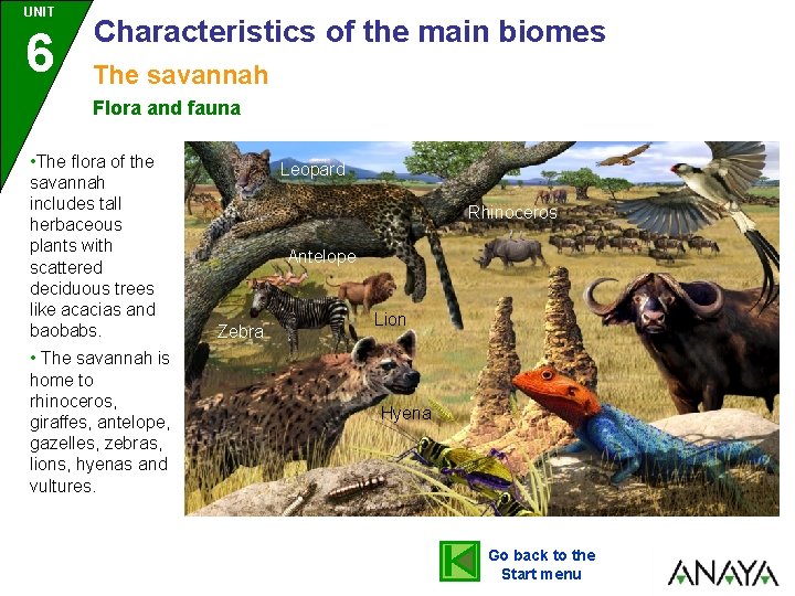 UNIT 6 Characteristics of the main biomes The savannah Flora and fauna • The