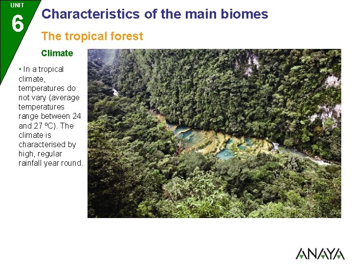 UNIT 6 Characteristics of the main biomes The tropical forest Climate • In a