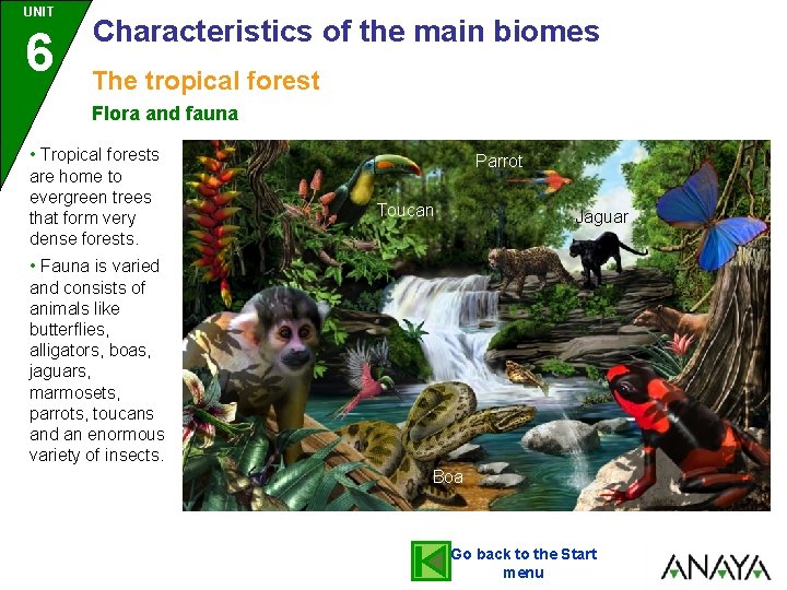 UNIT 6 Characteristics of the main biomes The tropical forest Flora and fauna •