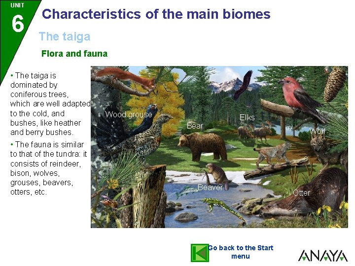 UNIT 6 Characteristics of the main biomes The taiga Flora and fauna • The