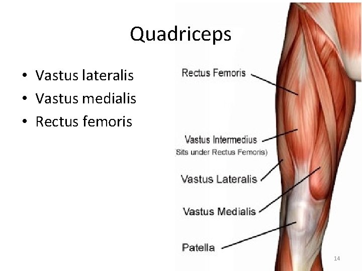 Quadriceps • Vastus lateralis • Vastus medialis • Rectus femoris 14 