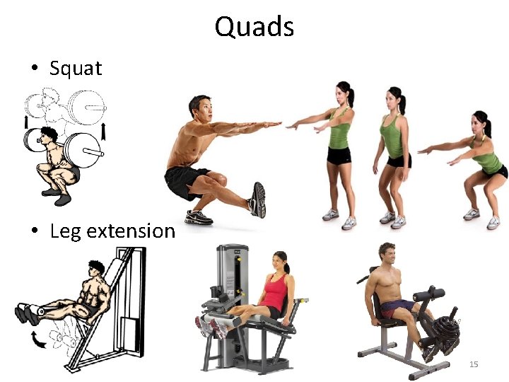Quads • Squat • Leg extension 15 