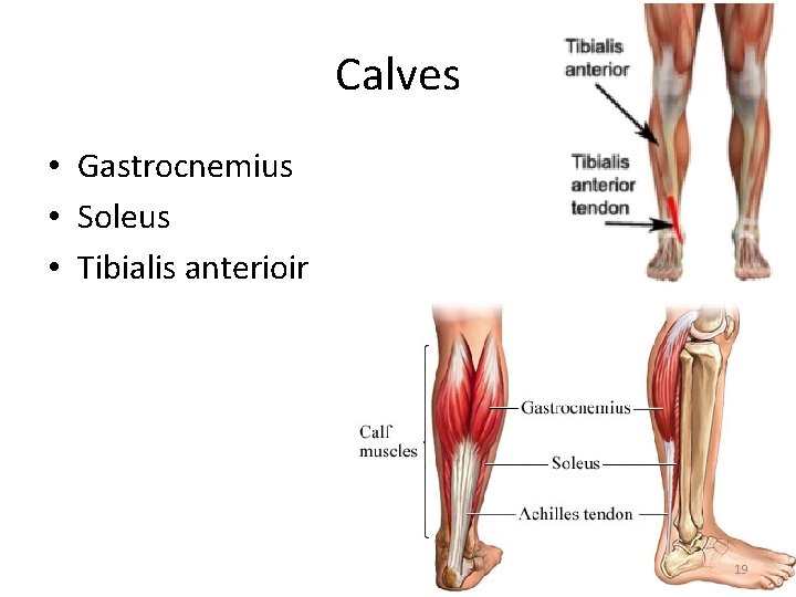 Calves • Gastrocnemius • Soleus • Tibialis anterioir 19 