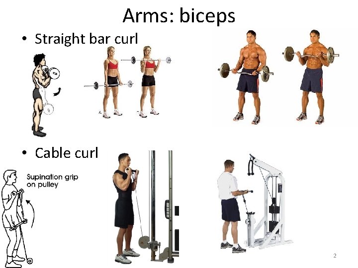 Arms: biceps • Straight bar curl • Cable curl 2 