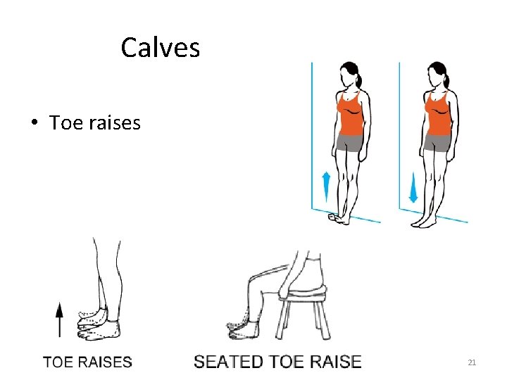 Calves • Toe raises 21 