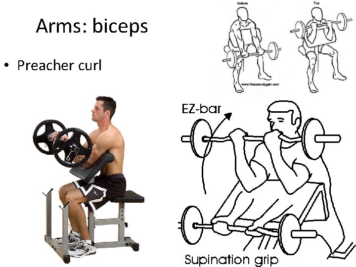 Arms: biceps • Preacher curl 3 