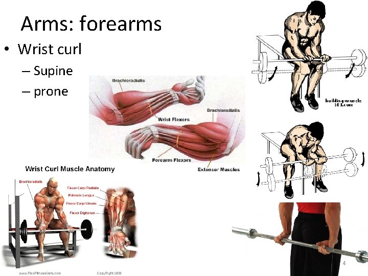 Arms: forearms • Wrist curl – Supine – prone 4 