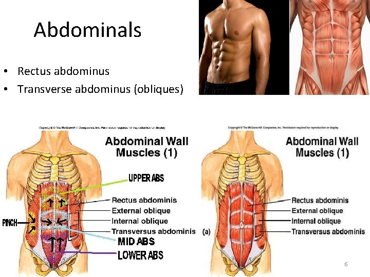 Abdominals • Rectus abdominus • Transverse abdominus (obliques) 6 