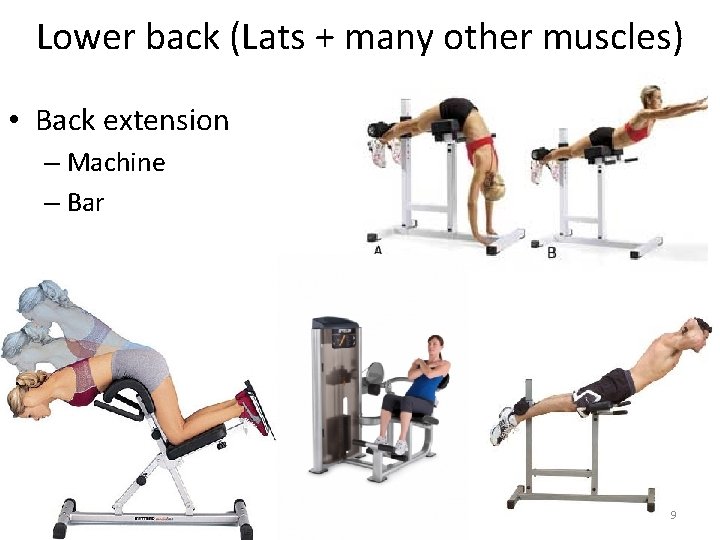 Lower back (Lats + many other muscles) • Back extension – Machine – Bar