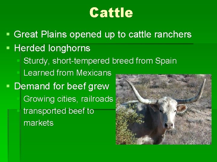 Cattle § Great Plains opened up to cattle ranchers § Herded longhorns § Sturdy,