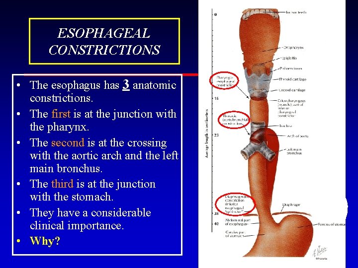 ESOPHAGEAL CONSTRICTIONS • The esophagus has 3 anatomic constrictions. • The first is at