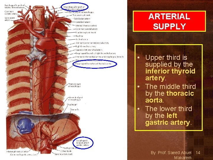 ARTERIAL SUPPLY • Upper third is supplied by the inferior thyroid artery. • The