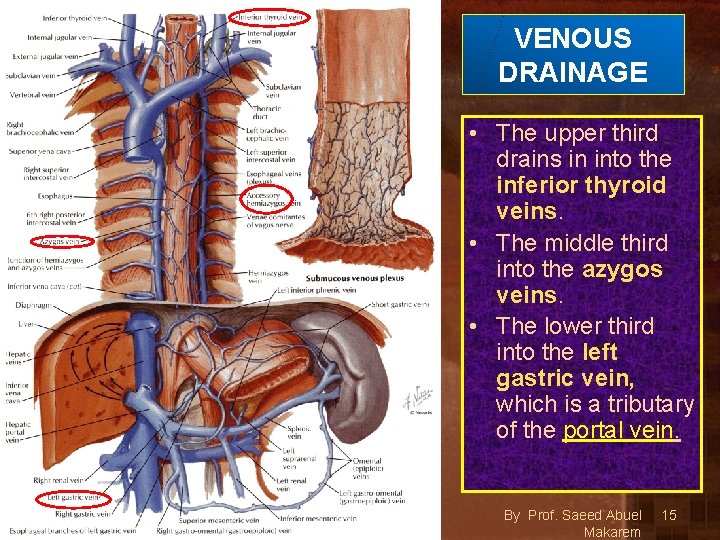 VENOUS DRAINAGE • The upper third drains in into the inferior thyroid veins. •
