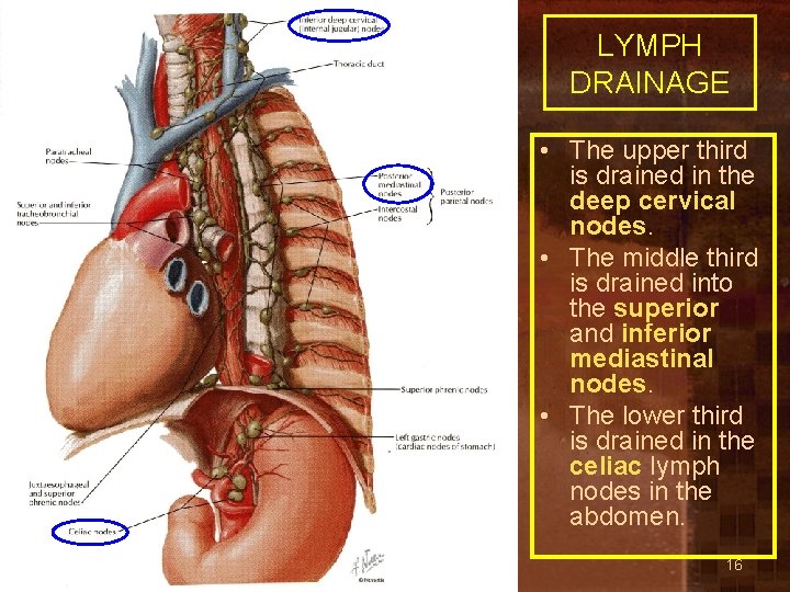 LYMPH DRAINAGE • The upper third is drained in the deep cervical nodes. •