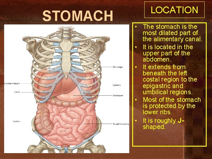 STOMACH LOCATION • The stomach is the most dilated part of the alimentary canal.