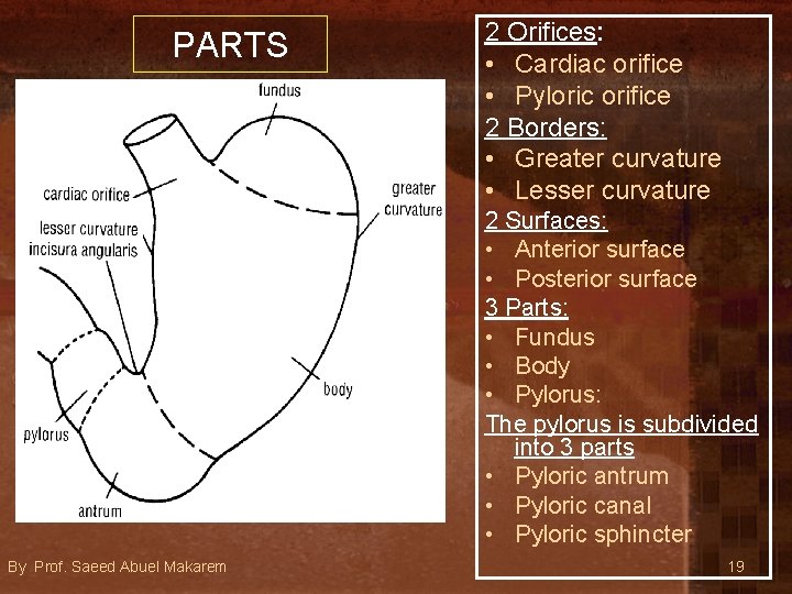 PARTS 2 Orifices: • Cardiac orifice • Pyloric orifice 2 Borders: • Greater curvature