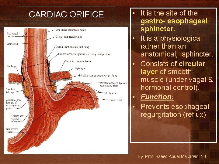 CARDIAC ORIFICE • It is the site of the gastro- esophageal sphincter. • It