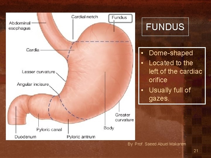 FUNDUS • Dome-shaped • Located to the left of the cardiac orifice • Usually