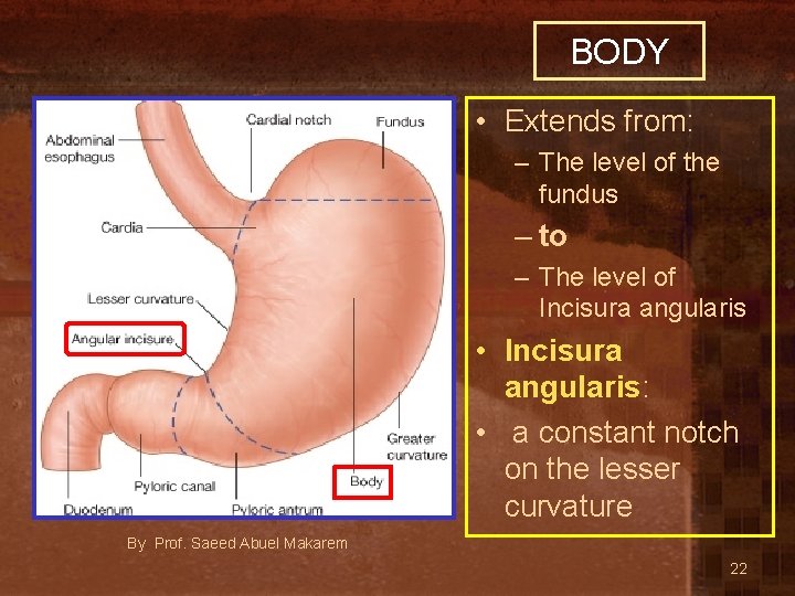BODY • Extends from: – The level of the fundus – to – The