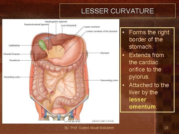 LESSER CURVATURE • Forms the right border of the stomach. • Extends from the
