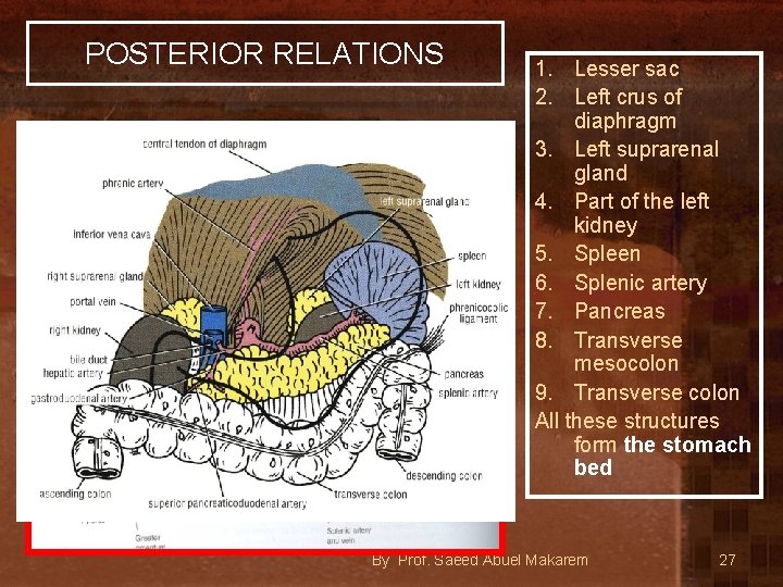 POSTERIOR RELATIONS 1. Lesser sac 2. Left crus of diaphragm 3. Left suprarenal gland