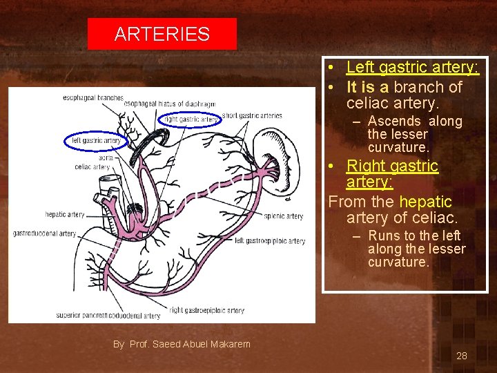 ARTERIES • Left gastric artery: • It is a branch of celiac artery. –
