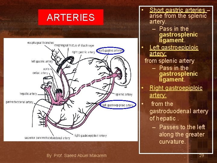 ARTERIES By Prof. Saeed Abuel Makarem • Short gastric arteries – arise from the