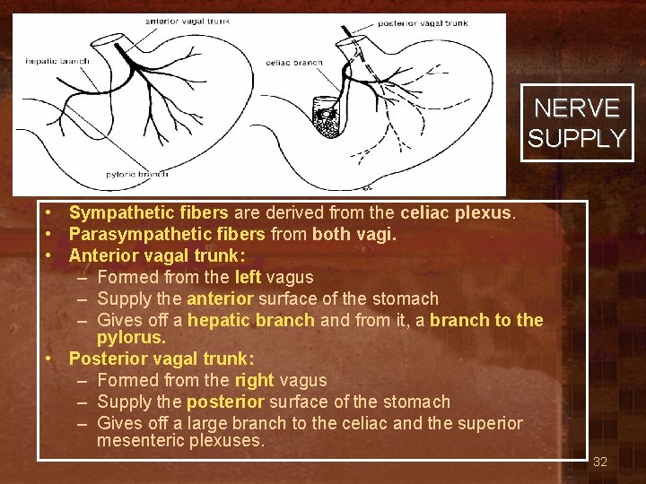 NERVE SUPPLY • Sympathetic fibers are derived from the celiac plexus. • Parasympathetic fibers