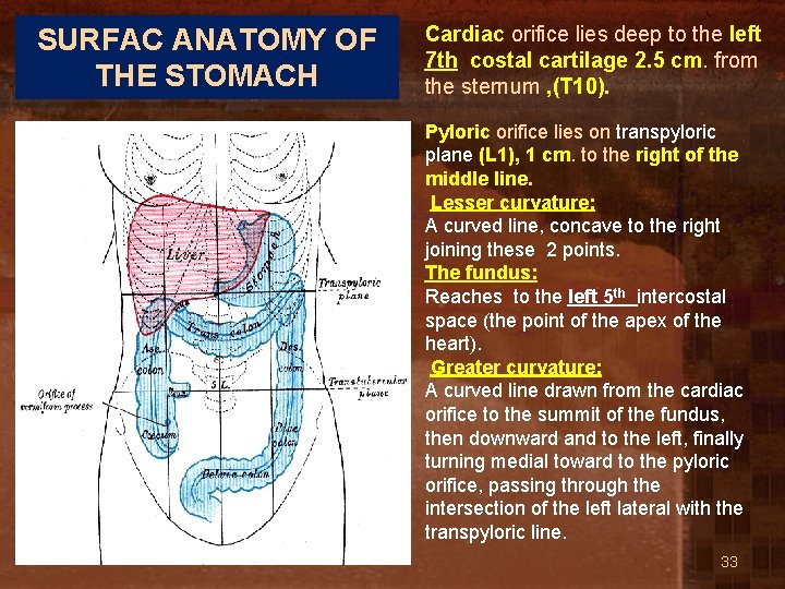 SURFAC ANATOMY OF THE STOMACH Cardiac orifice lies deep to the left 7 th