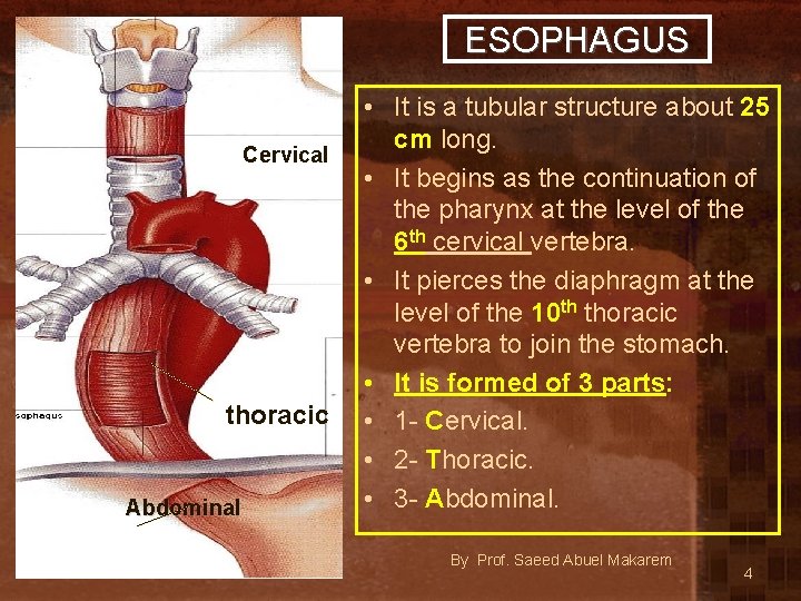ESOPHAGUS Cervical thoracic Abdominal • It is a tubular structure about 25 cm long.