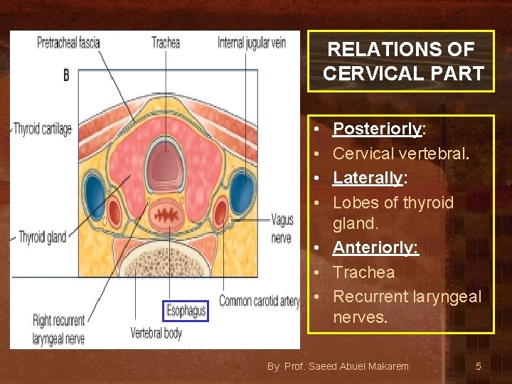 RELATIONS OF CERVICAL PART • • Posteriorly: Cervical vertebral. Laterally: Lobes of thyroid gland.