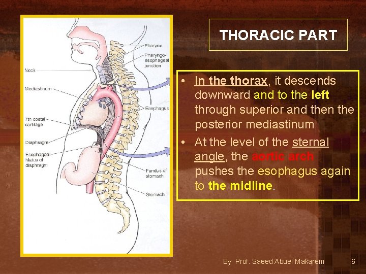 THORACIC PART • In the thorax, it descends downward and to the left through