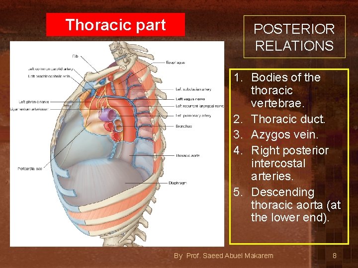 Thoracic part POSTERIOR RELATIONS 1. Bodies of the thoracic vertebrae. 2. Thoracic duct. 3.
