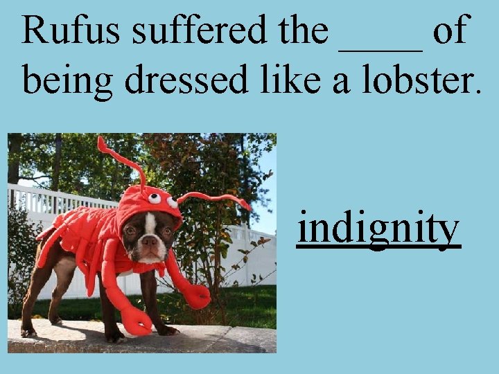 Rufus suffered the ____ of being dressed like a lobster. indignity 