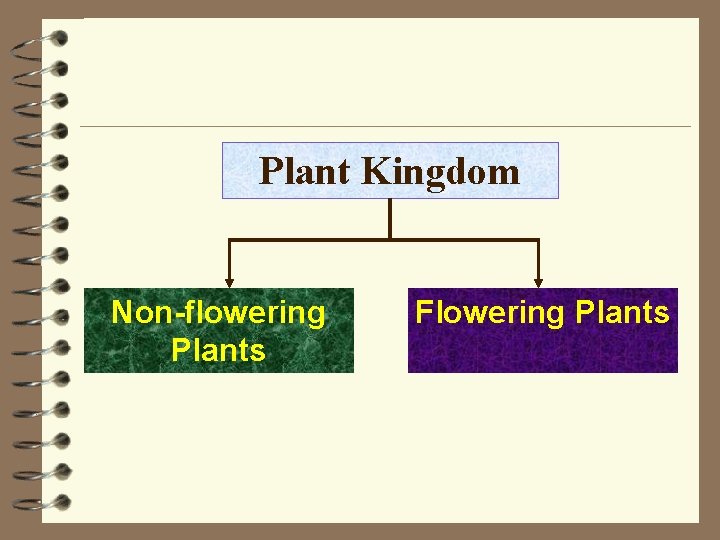 Plant Kingdom Non-flowering Plants Flowering Plants 