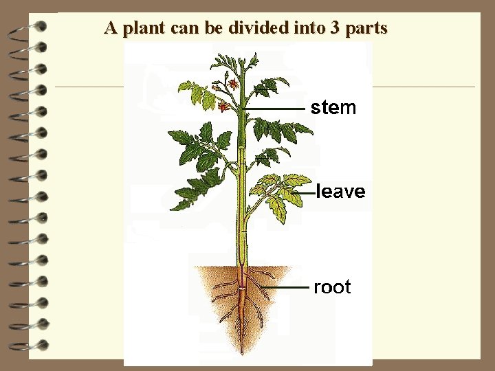 A plant can be divided into 3 parts 