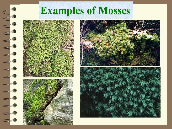 Examples of Mosses 