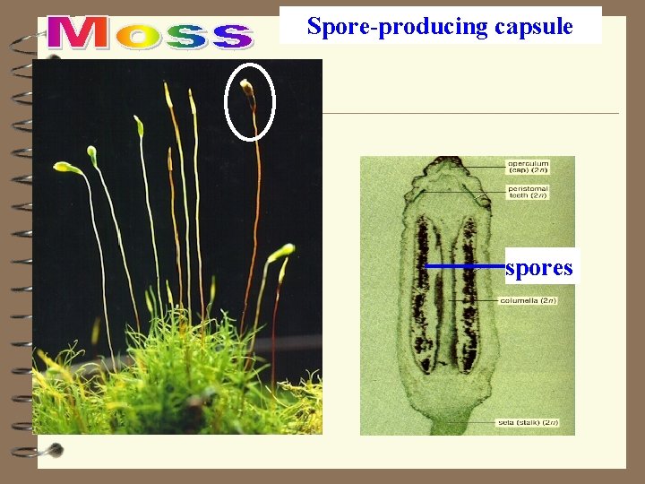 Spore-producing capsule spores 