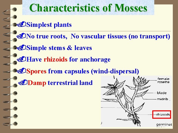 Characteristics of Mosses. Simplest plants. No true roots, No vascular tissues (no transport). Simple
