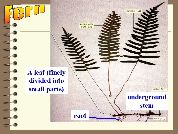 A leaf (finely divided into small parts) underground stem root 