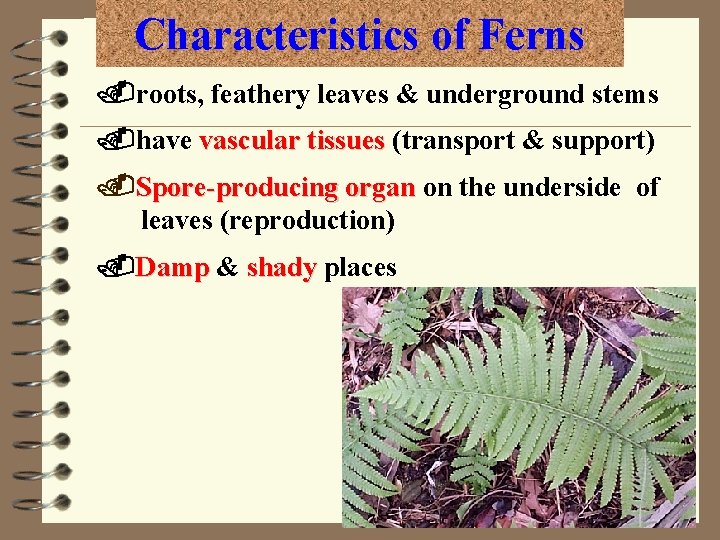 Characteristics of Ferns. roots, feathery leaves & underground stems. have vascular tissues (transport &