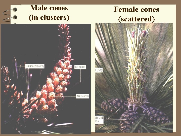 Male cones (in clusters) Female cones (scattered) 