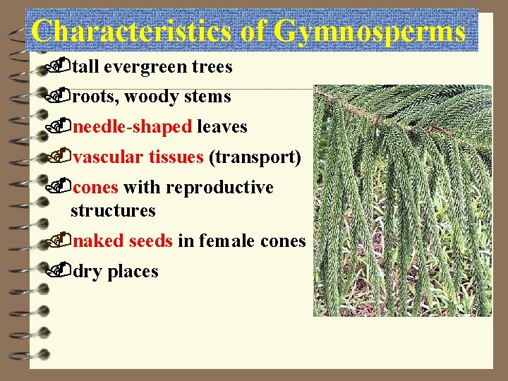 Characteristics of Gymnosperms. tall evergreen trees. roots, woody stems. needle-shaped leaves. vascular tissues (transport).