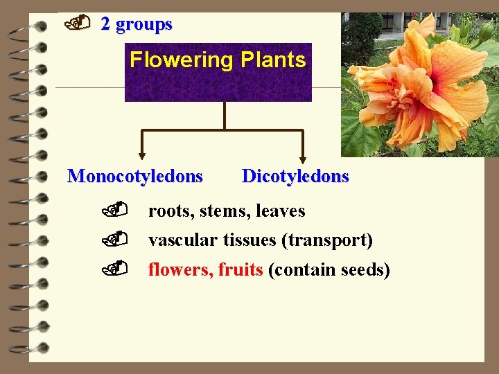 . 2 groups Flowering Plants Monocotyledons Dicotyledons . roots, stems, leaves . vascular tissues