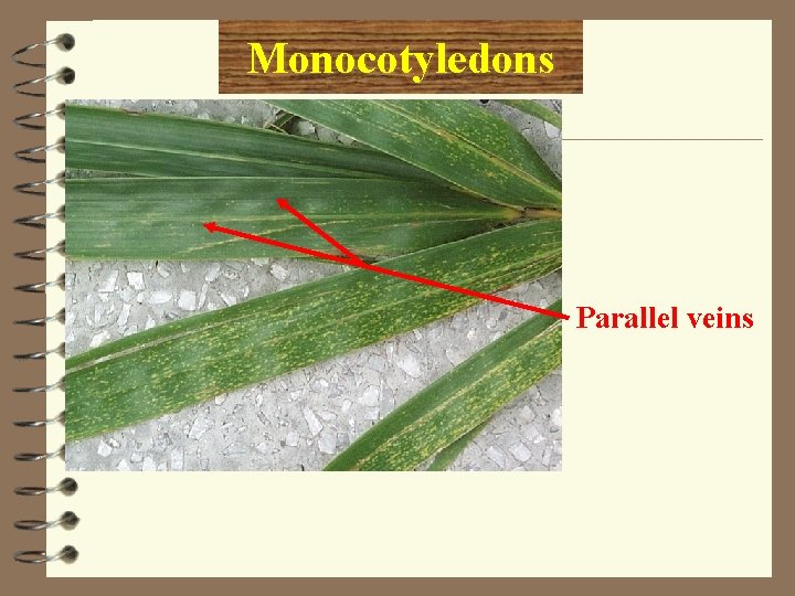 Monocotyledons Parallel veins 