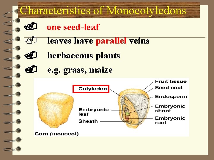 Characteristics of Monocotyledons. one seed-leaf. leaves have parallel veins. . herbaceous plants e. g.