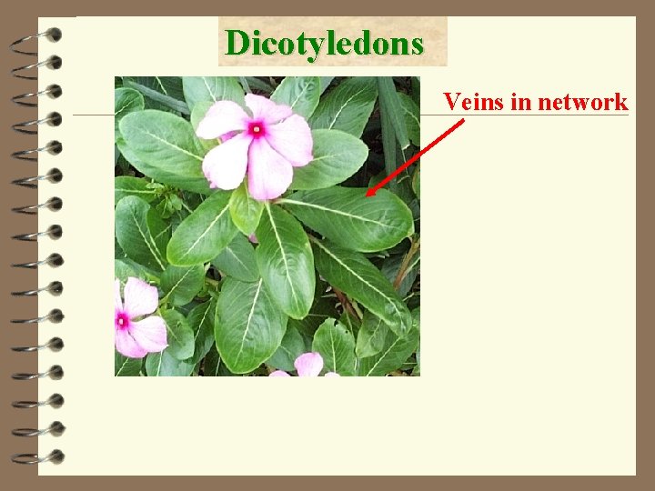 Dicotyledons Veins in network 