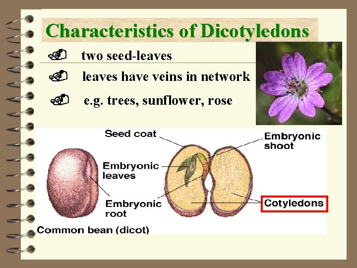 Characteristics of Dicotyledons. two seed-leaves . leaves have veins in network . e. g.